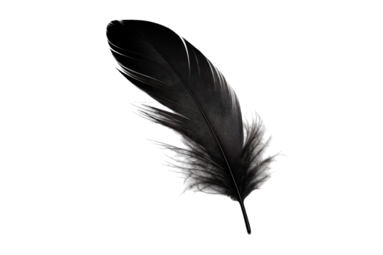 Elegant Black Feather Isolated on Transparent Background