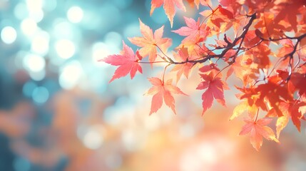 Fototapeta premium Autumn Maple Leaves with Bokeh Background