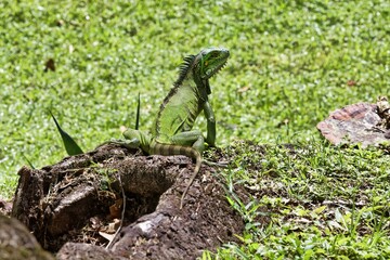 iguane