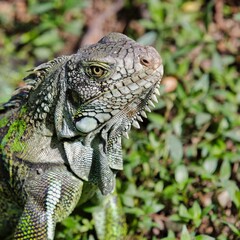 Obraz premium iguane