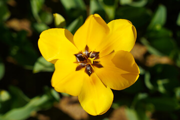 Beautiful and Yellow Tulips