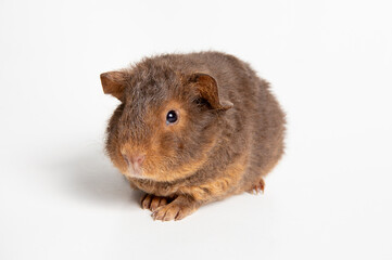 The guinea pig or domestic guinea pig, Cavia porcellus known as the cavy or domestic cavy. Breed called teddy, cute fuzzy animal. Studio shot, isolated on black background.