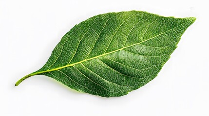 Obraz premium Closeup of a Green Leaf with Veins.
