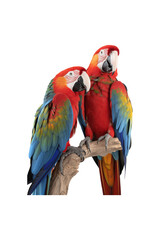 Obraz premium Two scarlet macaws perched on a branch. Ideal for nature-themed designs, tropical concepts, and animal