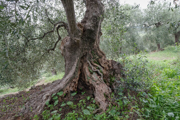 Old olive tree