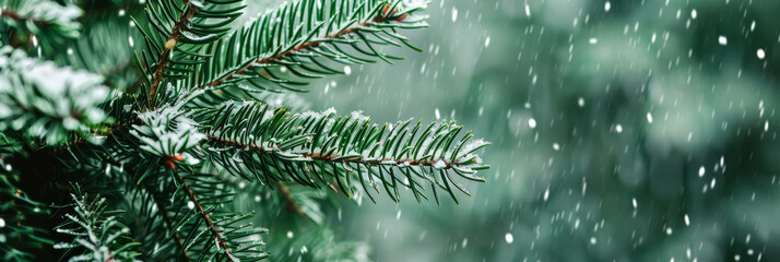 Close-up of Green festive christmas pine tree branches with snow falling on them, blurred background, banner design, copy space.