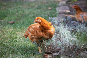 Hens grazing on grass in a free range organic farm