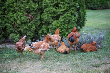 Hens grazing on grass in a free range organic farm