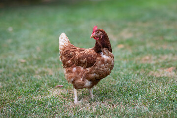 Hens grazing on grass in a free range organic farm