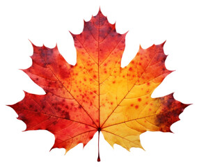 Obraz premium PNG Autumn maple leaf plant tree.