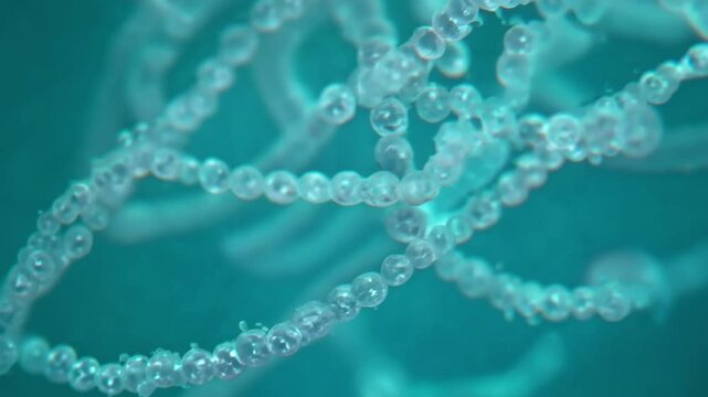 Highly detailed close-up video of streptococci bacteria chains, showcasing their spherical shape and arrangement in a fluid environment

