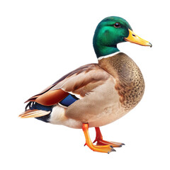 Obraz premium mallard duck isolated on white background