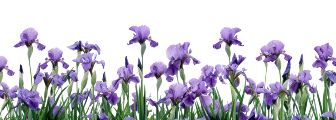Gordijnen PNG Purple irises blooming in spring. © Rawpixel.com