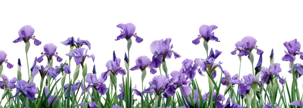 PNG Purple irises blooming in spring.