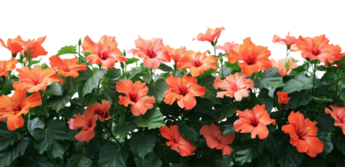 PNG Vibrant hibiscus flowers background