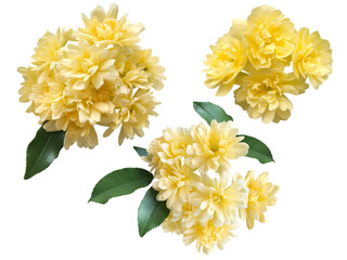 黄色いモッコウバラの花