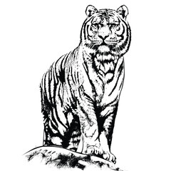 Black and White Tiger Sketch Art