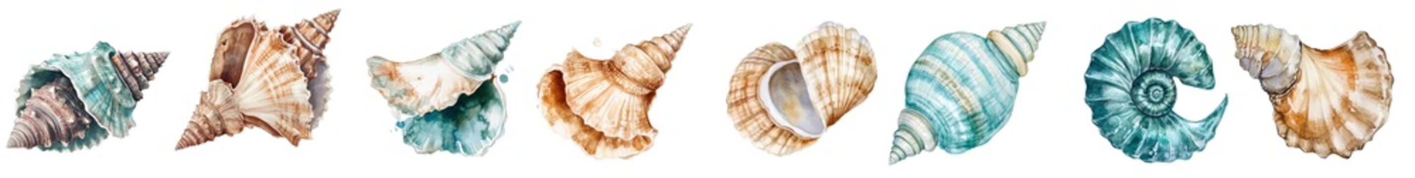 Illustration of a sea shell with an isolated background in watercolor.