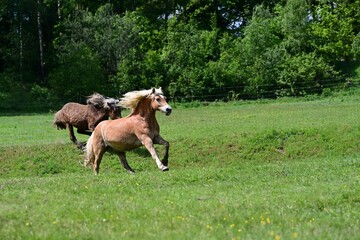 Integration eines Haflingers in eine Herde Isländer Junghengste
