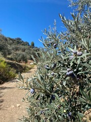 olive tree
