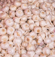 Fresh Garlic in Open Market