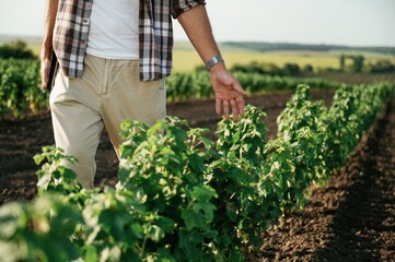 Touching the plant. Farmer is on the agricultural field