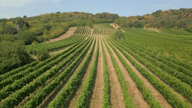 Weingarten im Burgenland, &Ouml;sterreich, aus der Luft gefilmt (Vorw&auml;rtsbewegung, tief)
