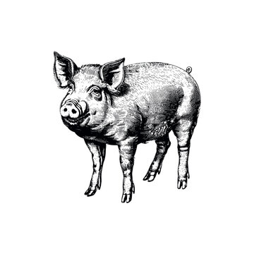 recommend clip art: Detailed Black and White Pig in Vintage Style. Vector illustration design.