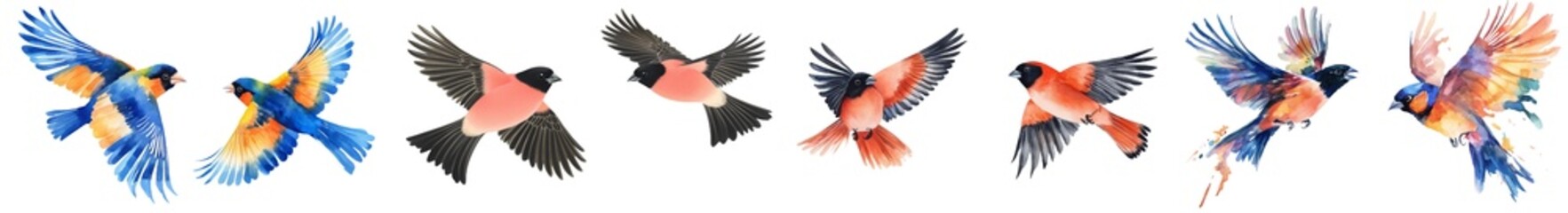 Obraz premium Illustration of a bullfinch with an isolated background in watercolor.