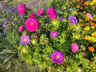 Summer charming flowers. Flower bed. The beauty of nature.