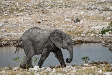 elefanti in etosha © Davide Antoniani