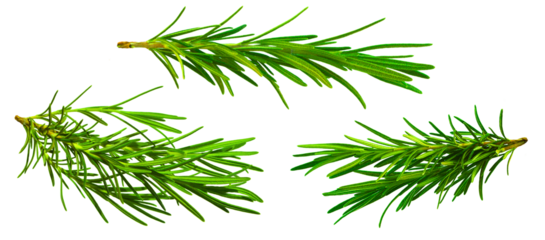 Set, Collection of fresh rosemary leaf herbal isolated on transparent background. Rosemary twig and leaves. Nature-inspired healthy food, diet design elements, cut out, PNG, clipping path