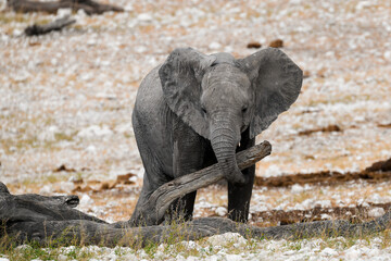 elefanti in etosha © Davide Antoniani