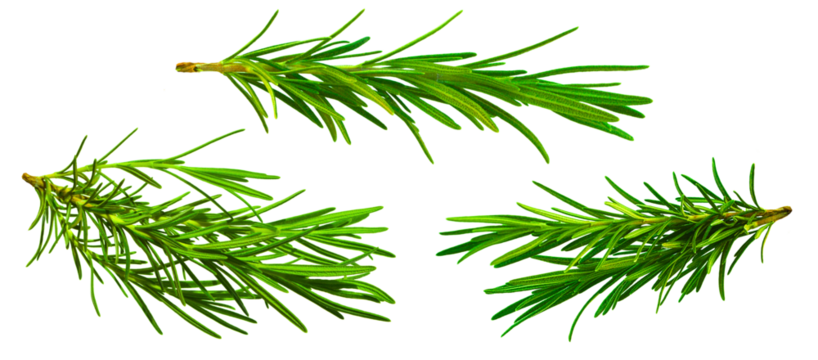 Set, Collection of fresh rosemary leaf herbal isolated on transparent background. Rosemary twig and leaves. Nature-inspired healthy food, diet design elements, cut out, PNG, clipping path