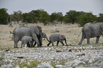 Obraz premium elefanti in etosha