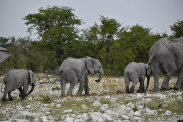 Fototapeta premium elefanti in etosha