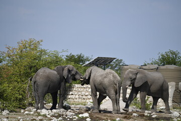 elefanti in etosha © Davide Antoniani