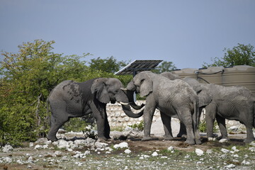 elefanti in etosha © Davide Antoniani