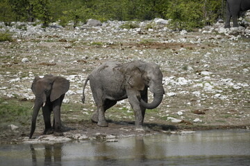 Obraz premium elefanti in etosha