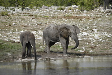 elefanti in etosha © Davide Antoniani