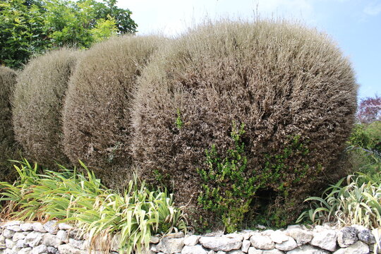 Buisson de buis attaqu&eacute; par la pyrale