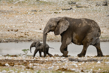 Fototapeta premium elefanti in etosha