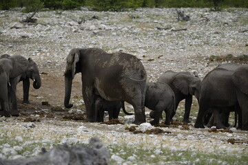elefanti in etosha © Davide Antoniani