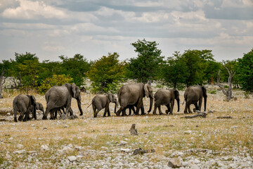 elefanti in etosha