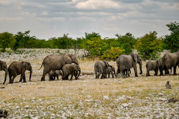 elefanti in etosha © Davide Antoniani