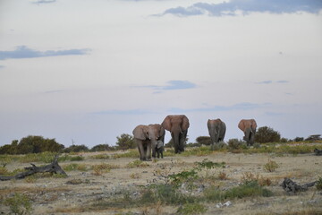 elefanti in etosha © Davide Antoniani