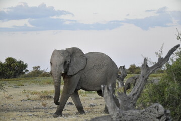 elefanti in etosha