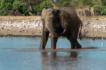 elefanti in etosha © Davide Antoniani