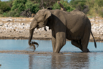 elefanti in etosha © Davide Antoniani
