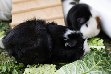 Meerschweinchen rosette tier Nager